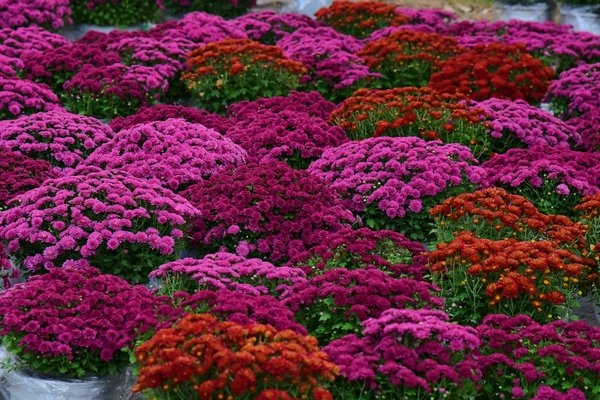 Top conseils pour sélectionner la taille idéale de votre couette